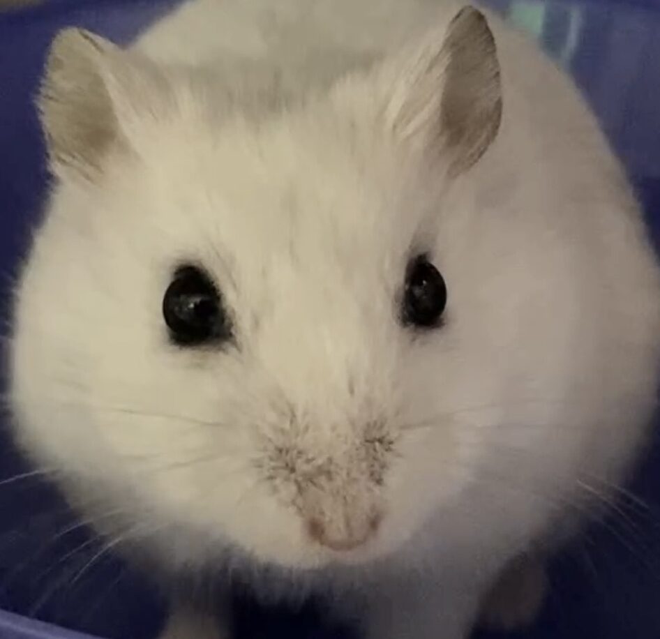 ぽんちゃん | こころみたす ペット思い出セレモニー