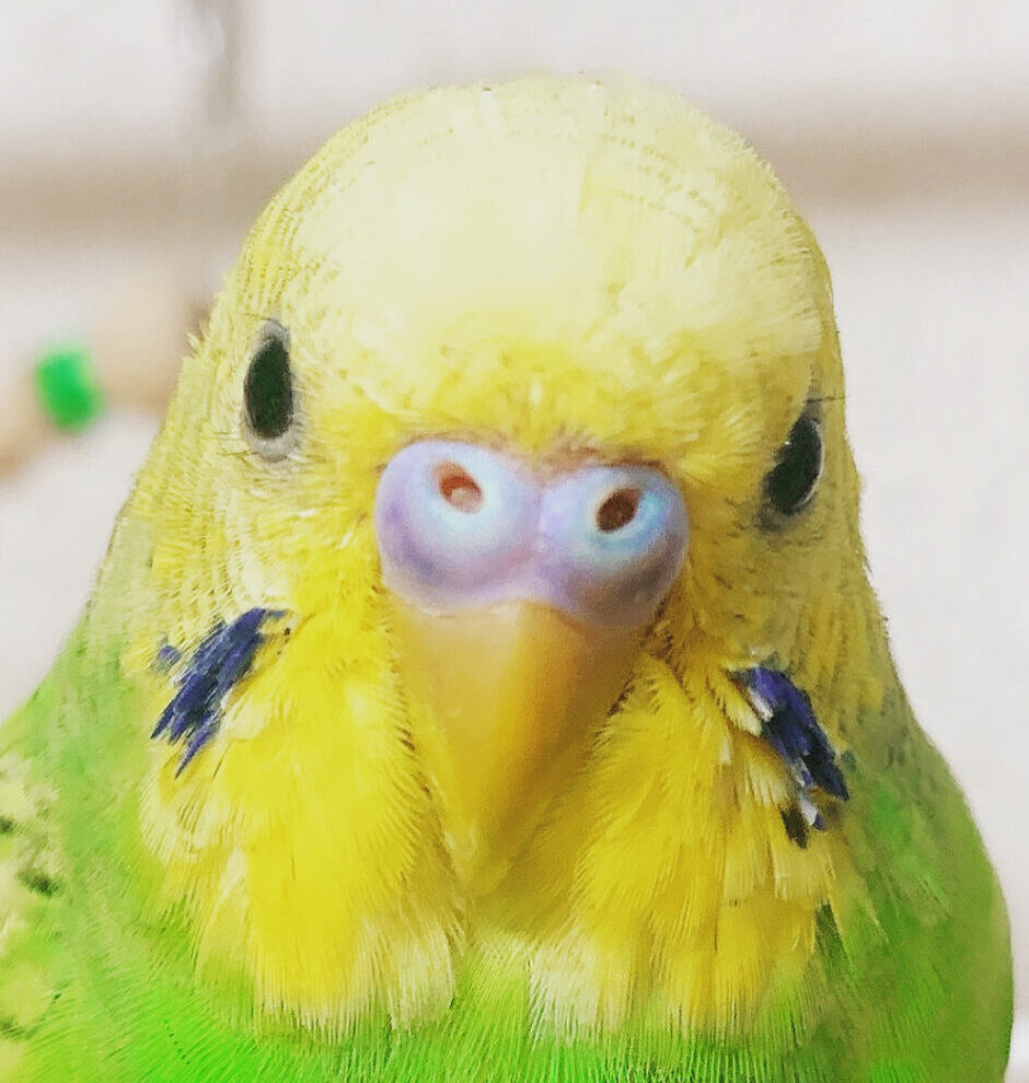 ライくん | こころみたす ペット思い出セレモニー