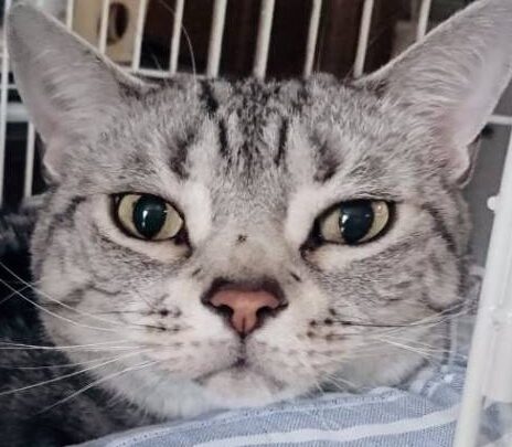 シルバーくん | こころみたす ペット思い出セレモニー