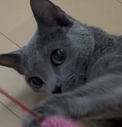 こころみたすペット思い出セレモニーにて葬儀したペットちゃん | ももちゃん
