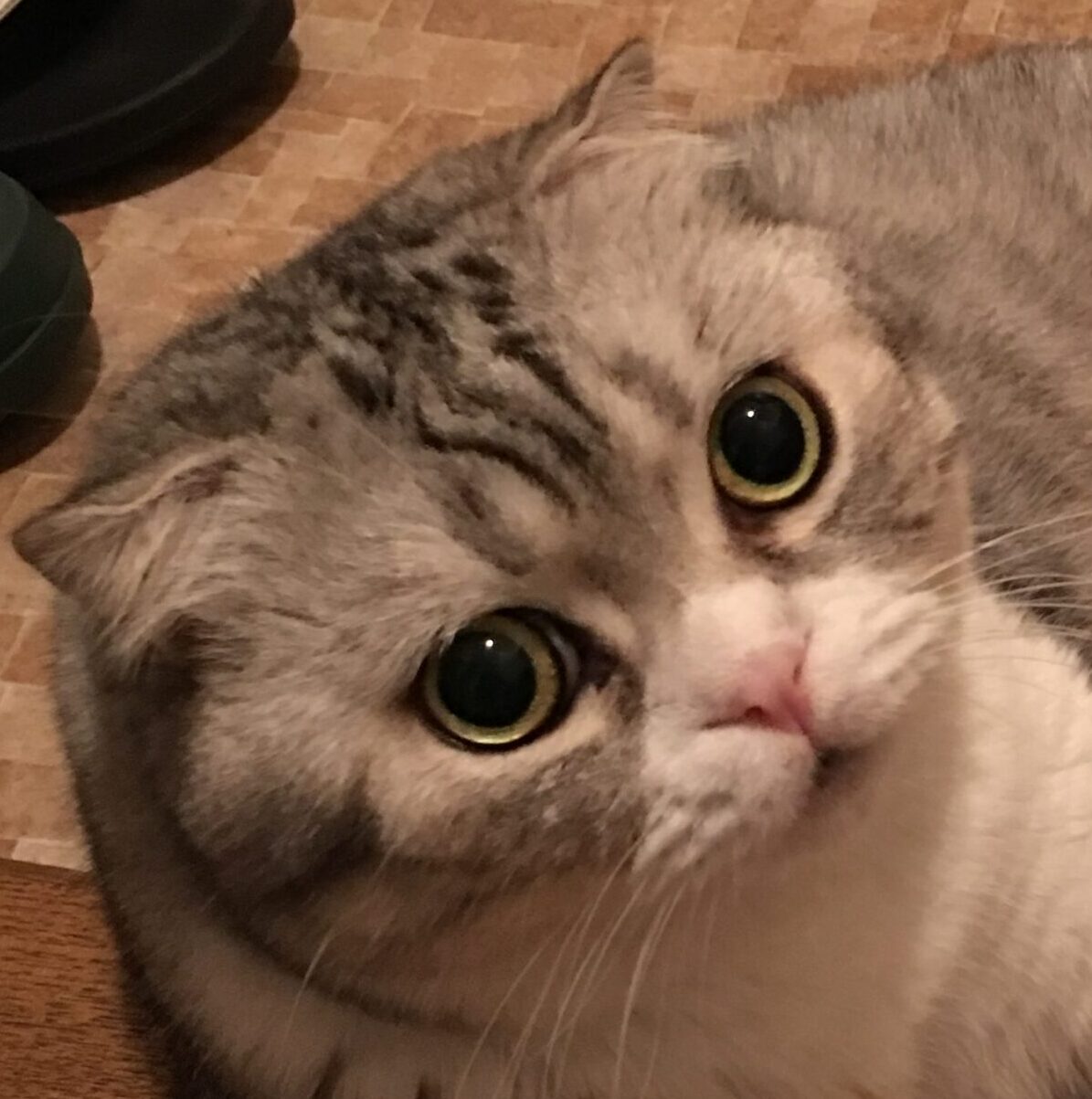こころみたすペット思い出セレモニーにて葬儀したペットちゃん | ダヤンくん