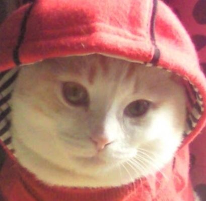 テンテンくん | こころみたす ペット思い出セレモニー