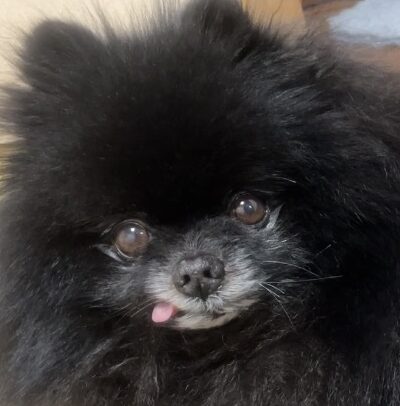 こころみたすペット思い出セレモニーにて葬儀したペットちゃん | 毛糸くん