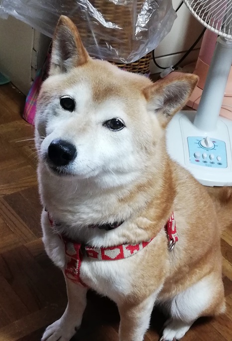 こころみたすペット思い出セレモニーにて葬儀したペットちゃん | さくらちゃん