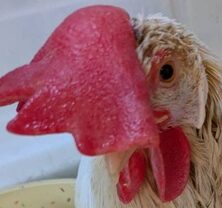 こころみたすペット思い出セレモニーにて葬儀したペットちゃん | ニーワちゃん