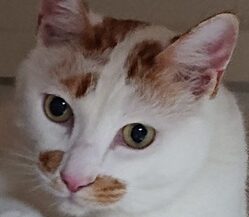 こころみたすペット思い出セレモニーにて葬儀したペットちゃん | しろくん