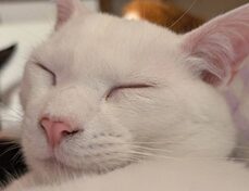 こころみたすペット思い出セレモニーにて葬儀したペットちゃん | ゆきくん