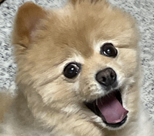 ポメちゃん | こころみたす ペット思い出セレモニー