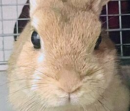 モコちゃん | こころみたす ペット思い出セレモニー