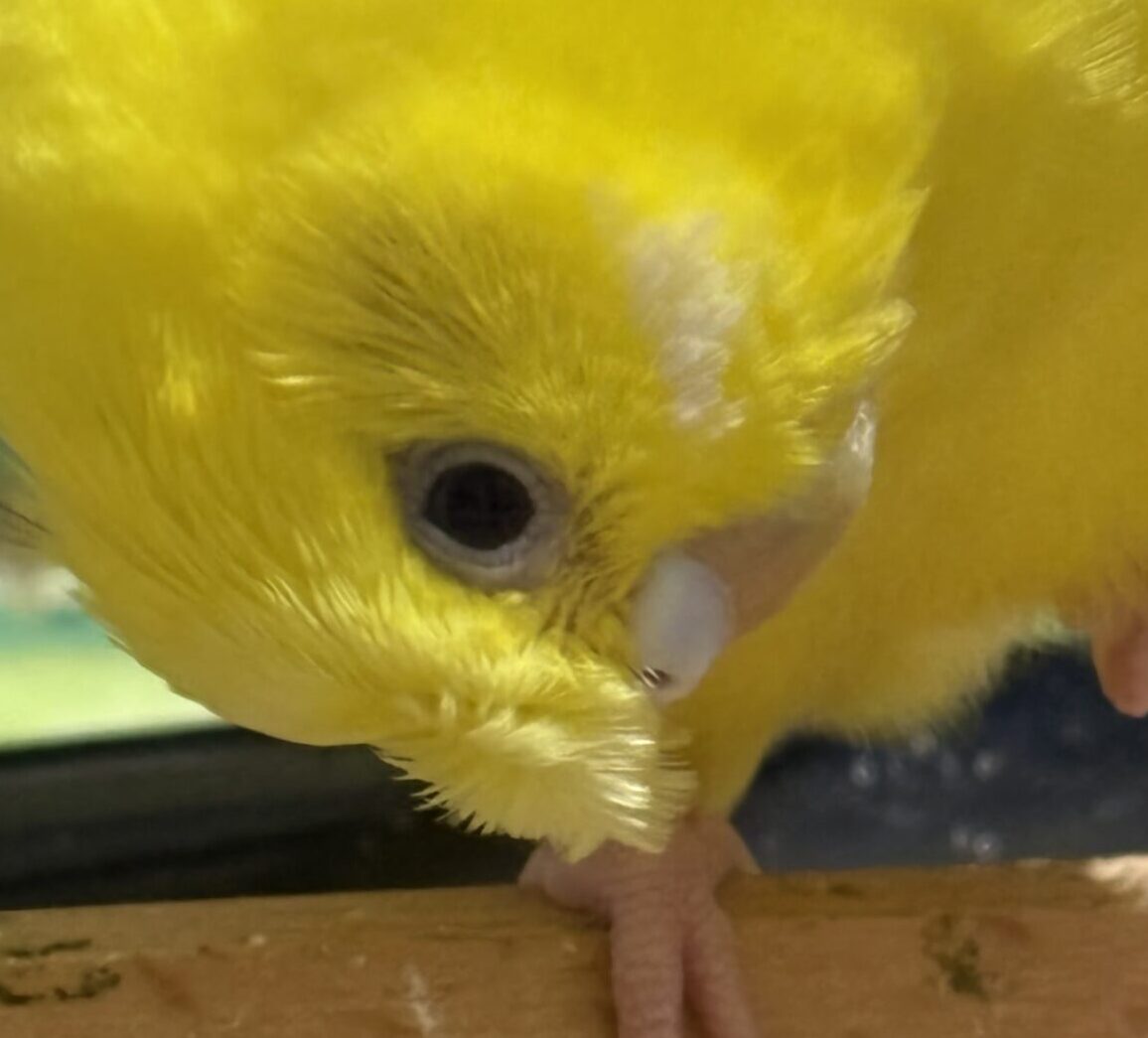 こころみたすペット思い出セレモニーにて葬儀したペットちゃん | ゆずくん