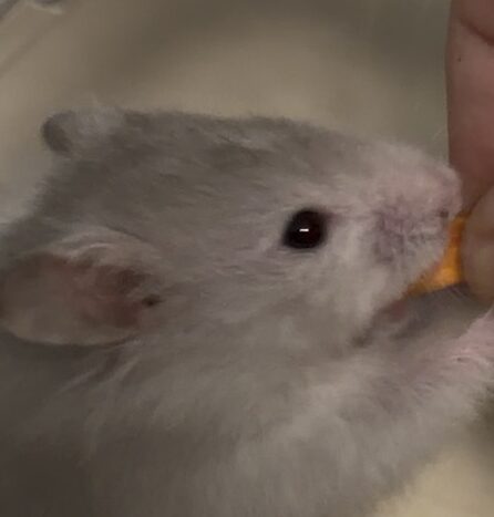こころみたすペット思い出セレモニーにて葬儀したペットちゃん | まるくん