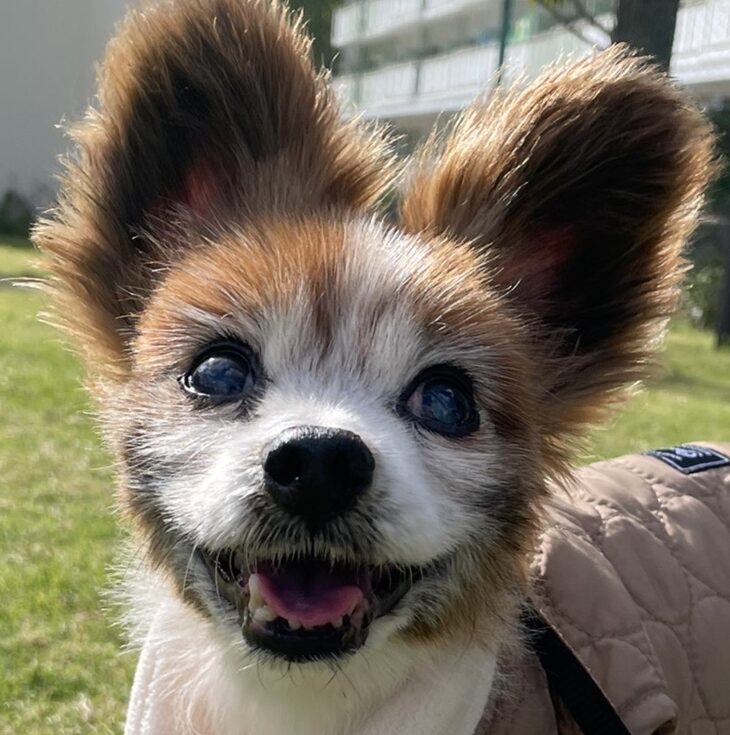 こころみたすペット思い出セレモニーにて葬儀したペットちゃん | ベァーくん