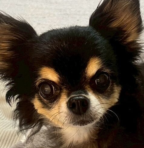 こころみたすペット思い出セレモニーにて葬儀したペットちゃん | チロルちゃん