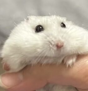 はむちゃん | こころみたす ペット思い出セレモニー