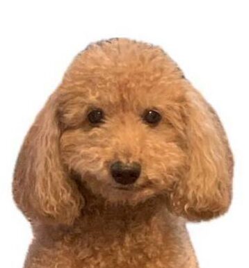 こころみたすペット思い出セレモニーにて葬儀したペットちゃん | BABOくん