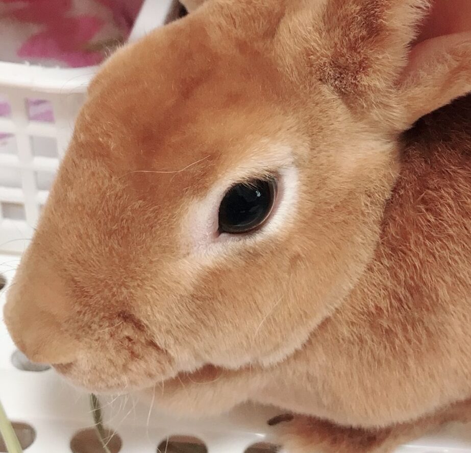 こころみたすペット思い出セレモニーにて葬儀したペットちゃん | ペコちゃん