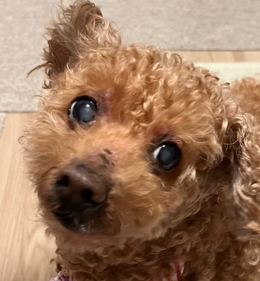 リトちゃん