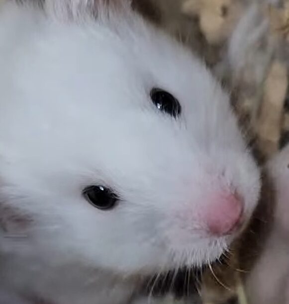 こころみたすペット思い出セレモニーにて葬儀したペットちゃん | まろちゃん
