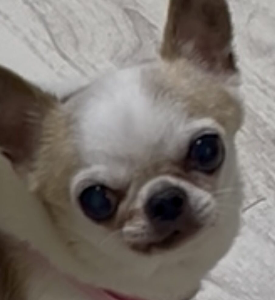 こころみたすペット思い出セレモニーにて葬儀したペットちゃん | オバマくん