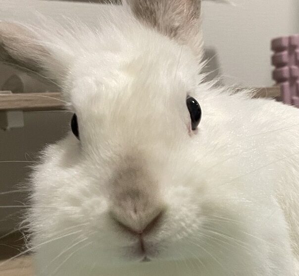 こころみたすペット思い出セレモニーにて葬儀したペットちゃん | ずんだちゃん