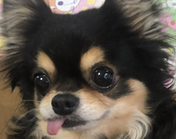 こころみたすペット思い出セレモニーにて葬儀したペットちゃん | チョコくん