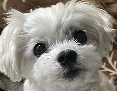 こころみたすペット思い出セレモニーにて葬儀したペットちゃん | チロくん