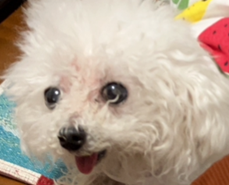 こころみたすペット思い出セレモニーにて葬儀したペットちゃん | メイちゃん