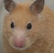 むぎちゃん | こころみたす ペット思い出セレモニー