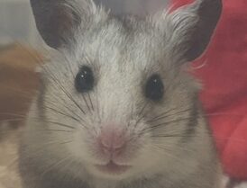おもちくん