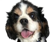 こころみたすペット思い出セレモニーにて葬儀したペットちゃん | みずなくん