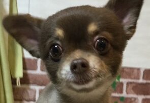 こころみたすペット思い出セレモニーにて葬儀したペットちゃん | チロルくん