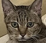 こころみたすペット思い出セレモニーにて葬儀したペットちゃん | チューちゃん