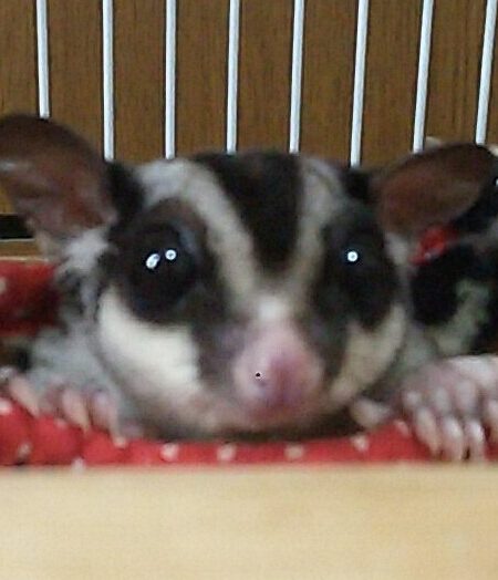 こころみたすペット思い出セレモニーにて葬儀したペットちゃん | ももくん