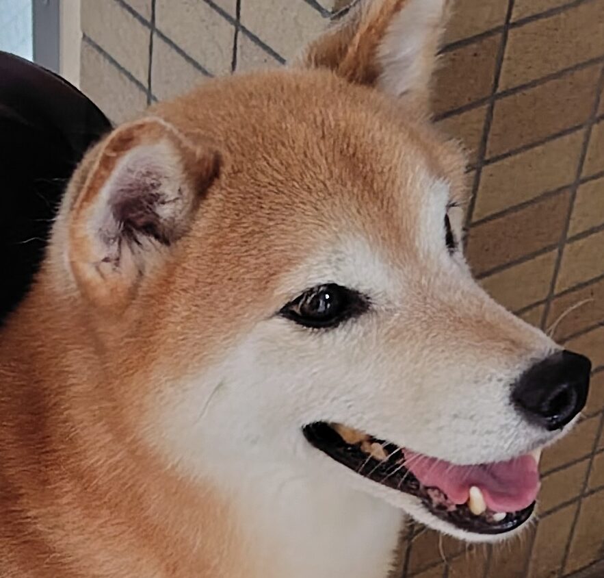 こころみたすペット思い出セレモニーにて葬儀したペットちゃん | 一くん