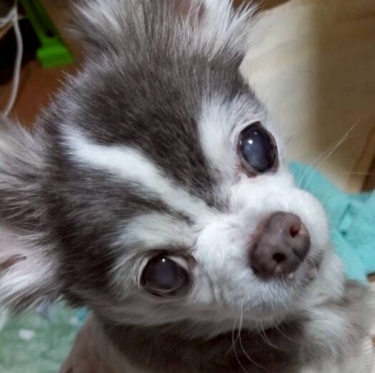 こころみたすペット思い出セレモニーにて葬儀したペットちゃん | ショコラちゃん