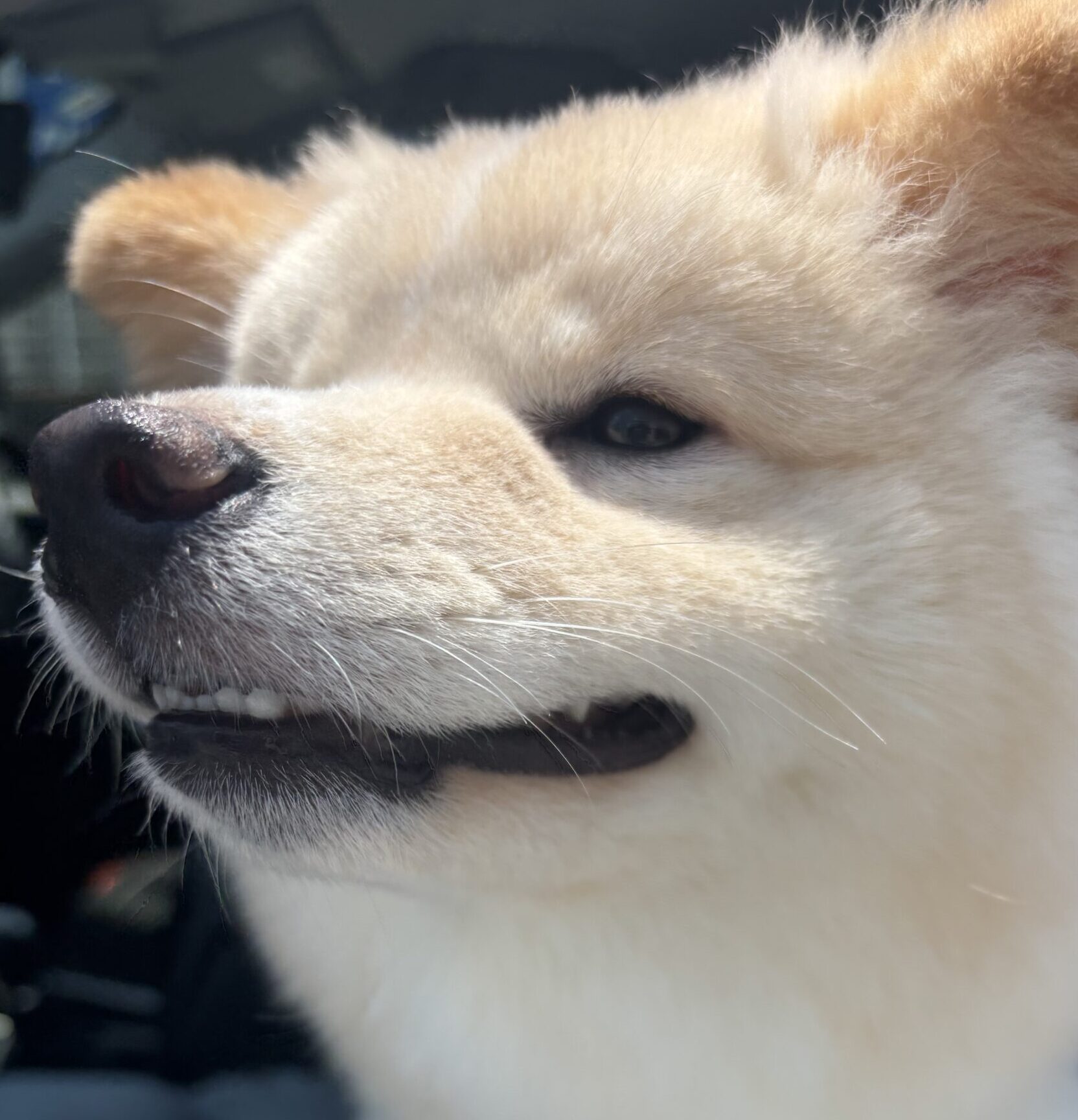 こころみたすペット思い出セレモニーにて葬儀したペットちゃん | むぎちゃん