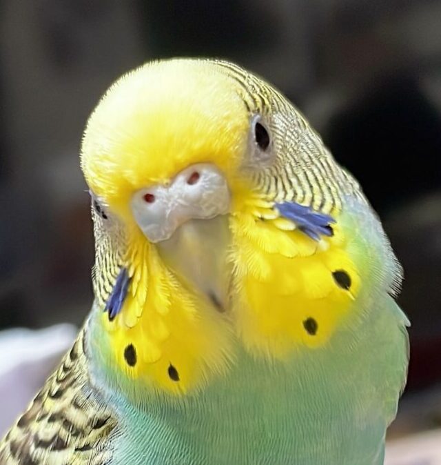 ぺこちゃん | こころみたす ペット思い出セレモニー