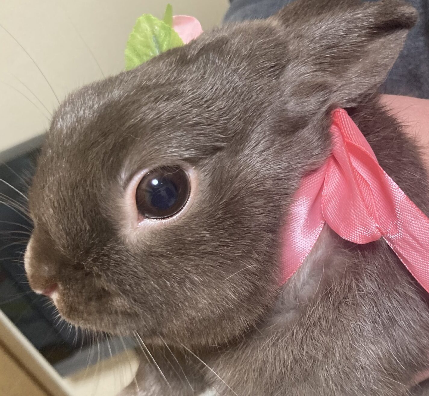 こころみたすペット思い出セレモニーにて葬儀したペットちゃん | チョコくん
