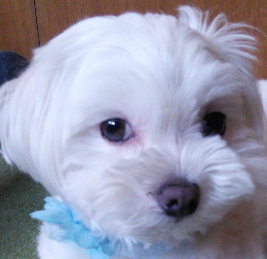 こころみたすペット思い出セレモニーにて葬儀したペットちゃん | レオくん