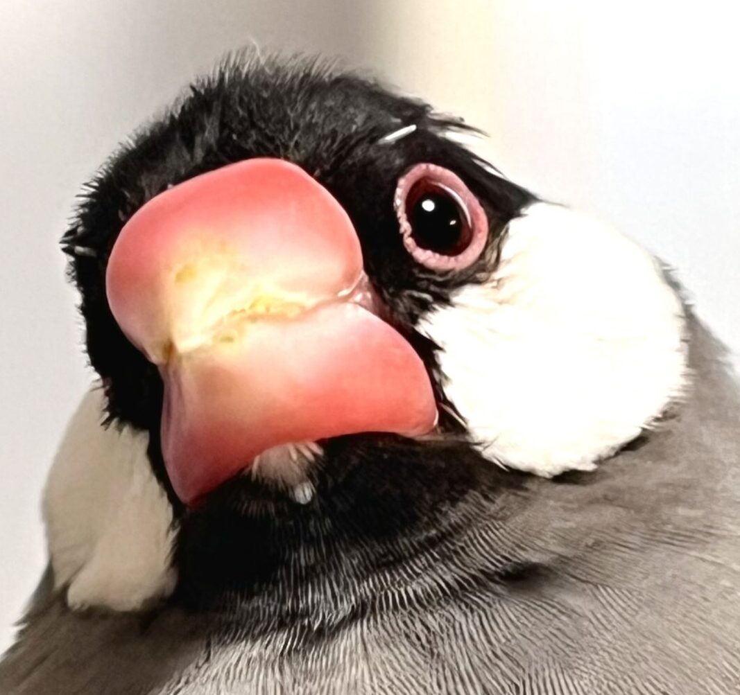 あずきちゃん | こころみたす ペット思い出セレモニー