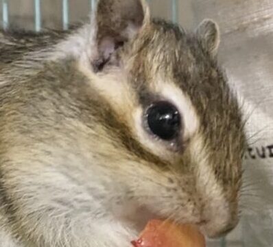 サスケくん | こころみたす ペット思い出セレモニー