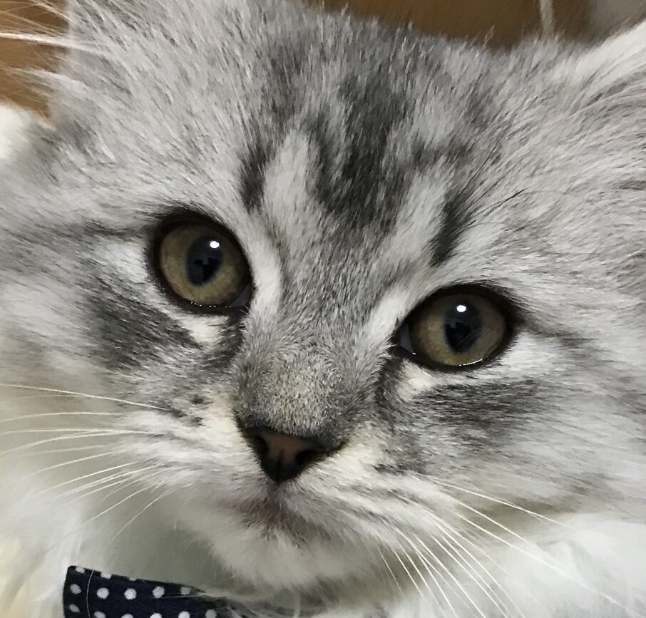 こころみたすペット思い出セレモニーにて葬儀したペットちゃん | ジュリーくん