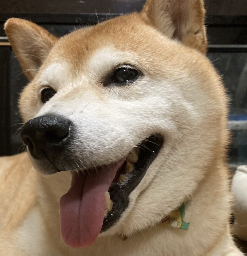 こころみたすペット思い出セレモニーにて葬儀したペットちゃん | だいすけくん
