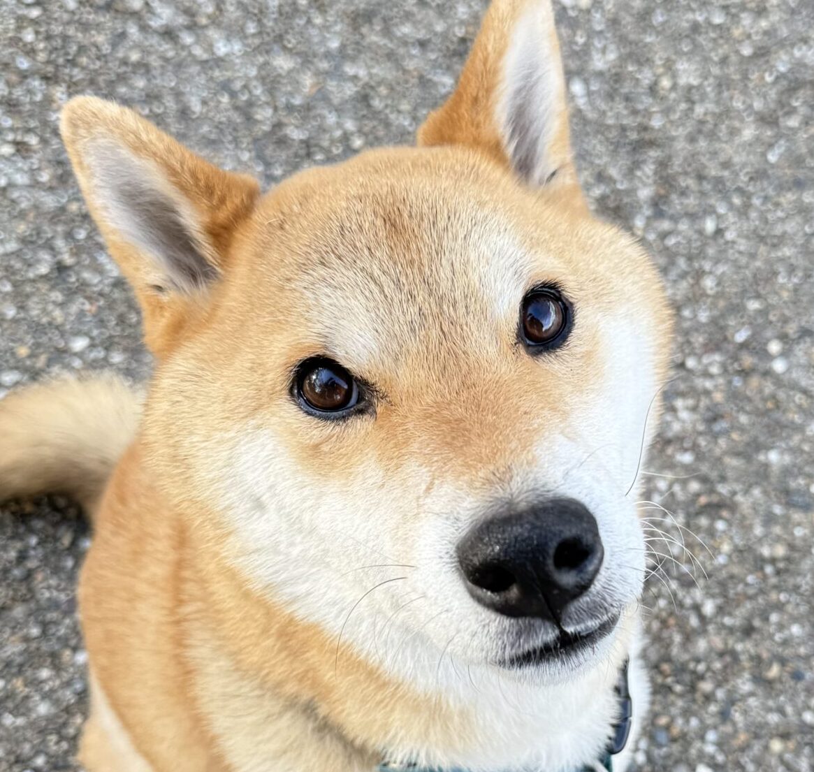 こころみたすペット思い出セレモニーにて葬儀したペットちゃん | えんくん