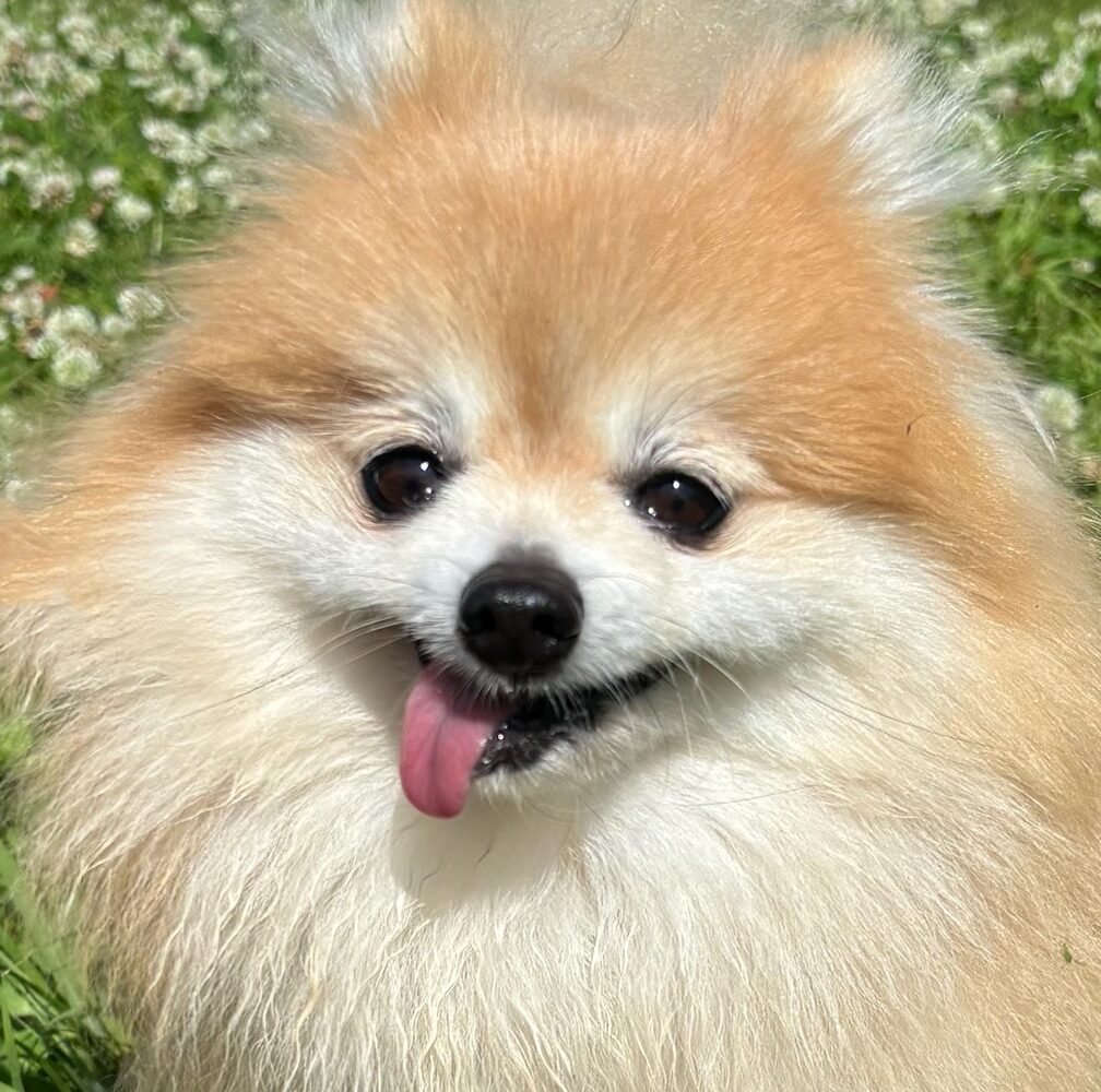 こころみたすペット思い出セレモニーにて葬儀したペットちゃん | みゆりちゃん