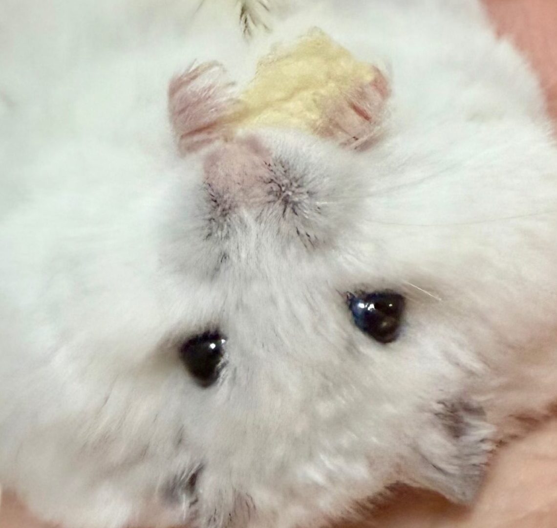 こころみたすペット思い出セレモニーにて葬儀したペットちゃん | ビビくん