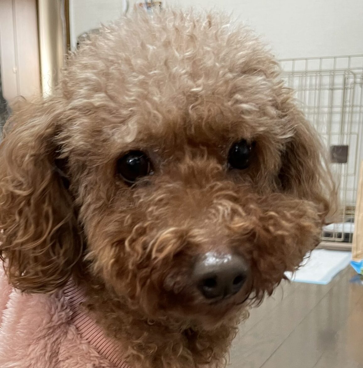 こころみたすペット思い出セレモニーにて葬儀したペットちゃん | あんずちゃん