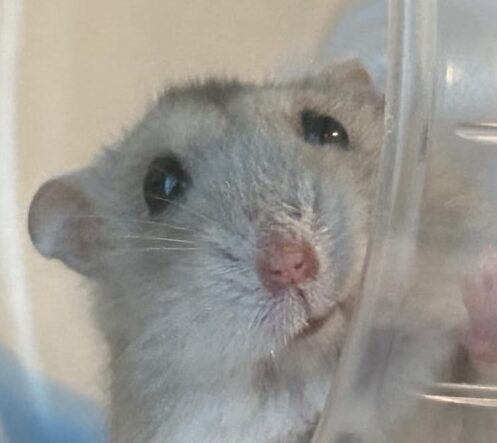 こころみたすペット思い出セレモニーにて葬儀したペットちゃん | こもちちゃん