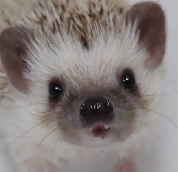 こころみたすペット思い出セレモニーにて葬儀したペットちゃん | ハリーくん