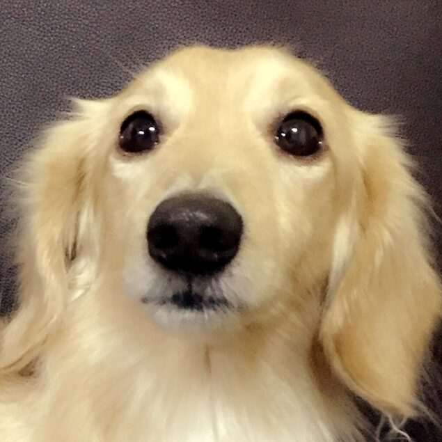 こころみたすペット思い出セレモニーにて葬儀したペットちゃん | プーくん